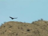 Andean Condor (Vultur gryphus)