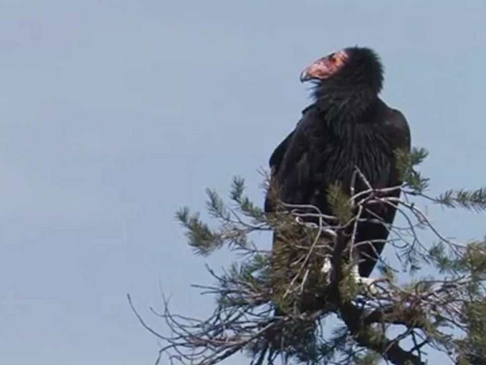 California Condor (Gymnogyps californianus)