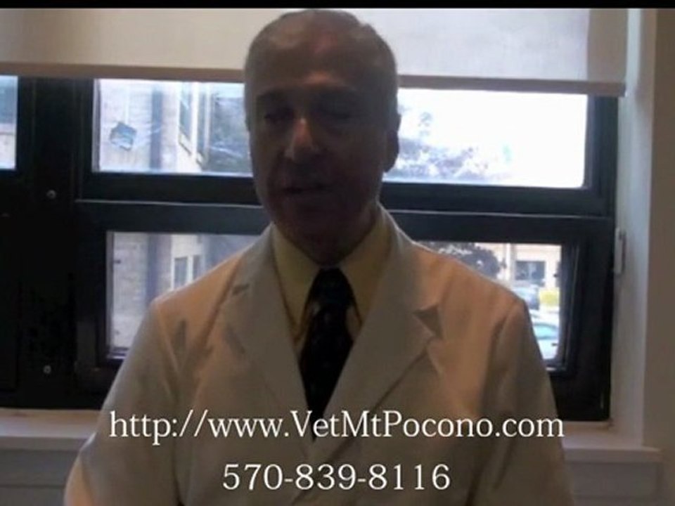 Lyme Disease in Dogs - Lyme Disease Treatment in Mt. Pocono