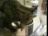 cats performs ritual before drinking water !