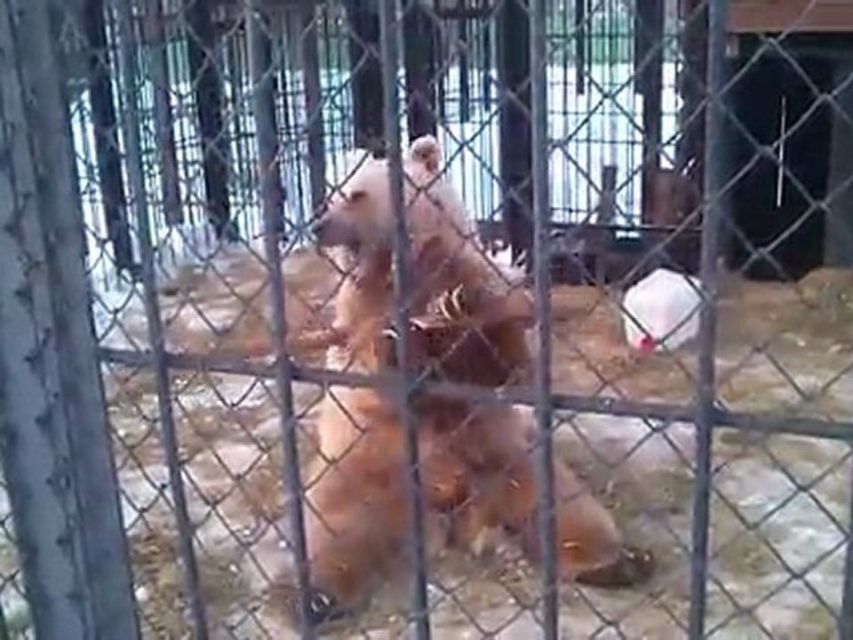 Kunfu Panda Rusiyada