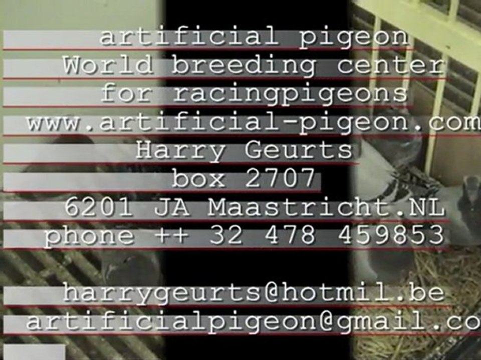 Artificial pigeon,world breedingcenter for racingpigeons by Harry Geurts  C 2012 Belgium