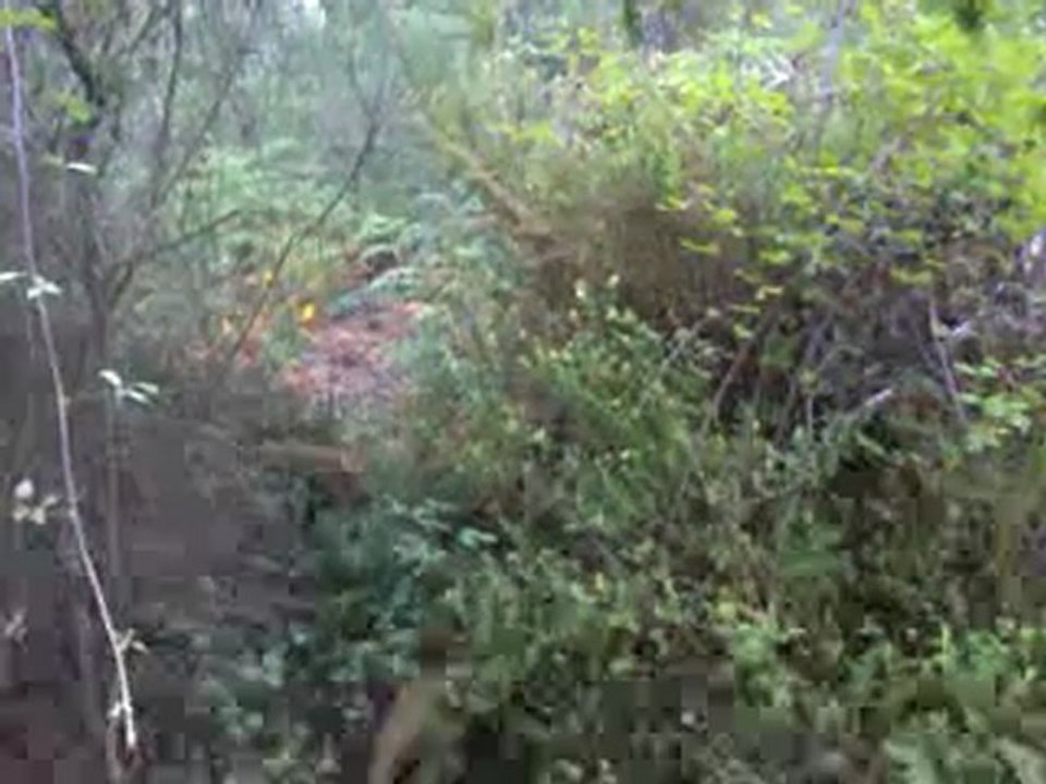 Treino