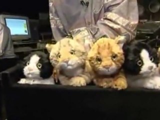 Somewhere Over The Rainbow...