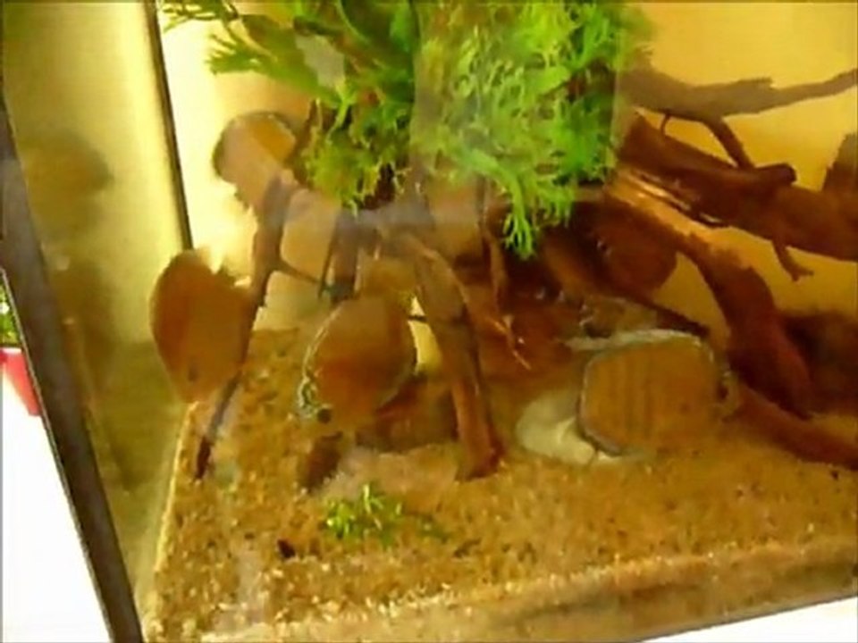 Symphysodon aequifasciatus haraldi Manacapuru wild