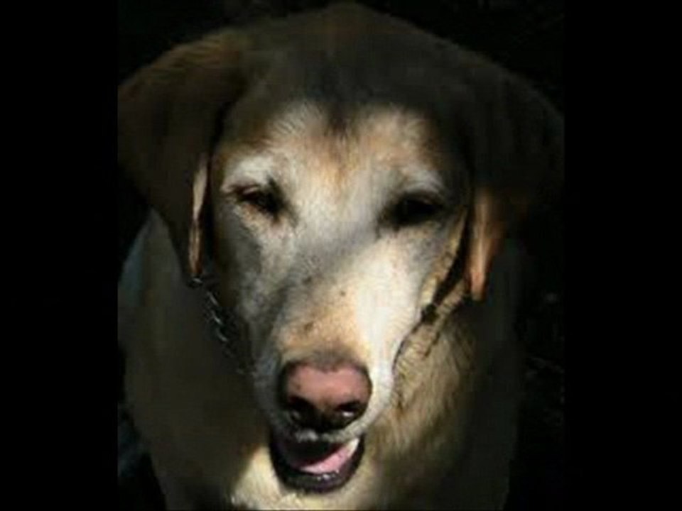 Field Star 12 mile Training Collar Single Dog