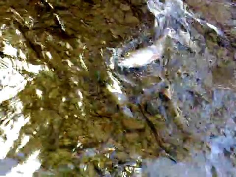 PECHE A LA TRUITE AU VAIRON OUVERTURE MARS 2011