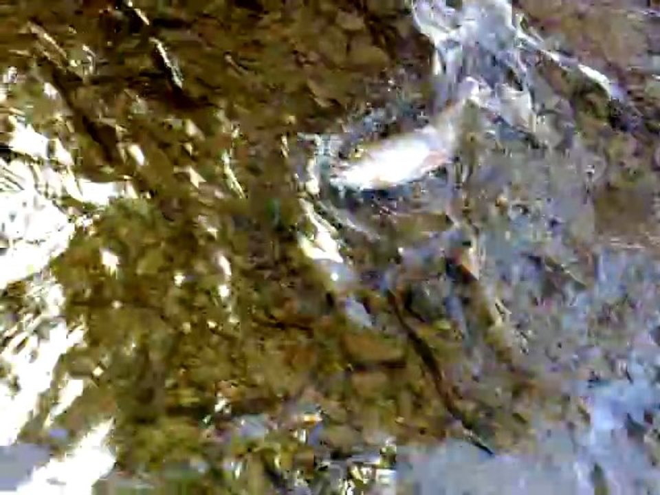 PECHE A LA TRUITE   AU VAIRON        OUVERTURE  MARS 2011