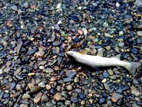 PECHE A LA TRUITE MARS 2011