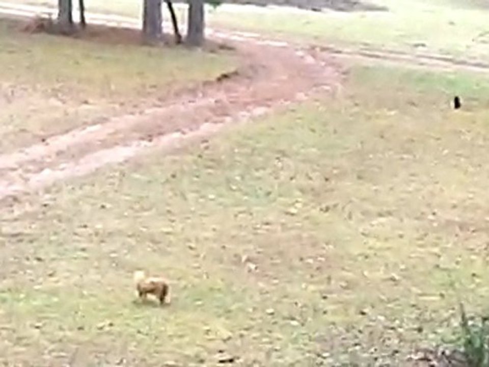 Rascall protecting his yard