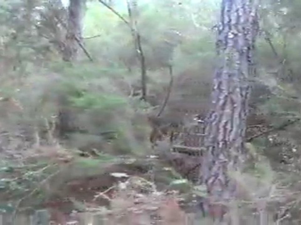 PIANIGIANI'S Remo..! Sinop Meralarında Sultanın peşinde...