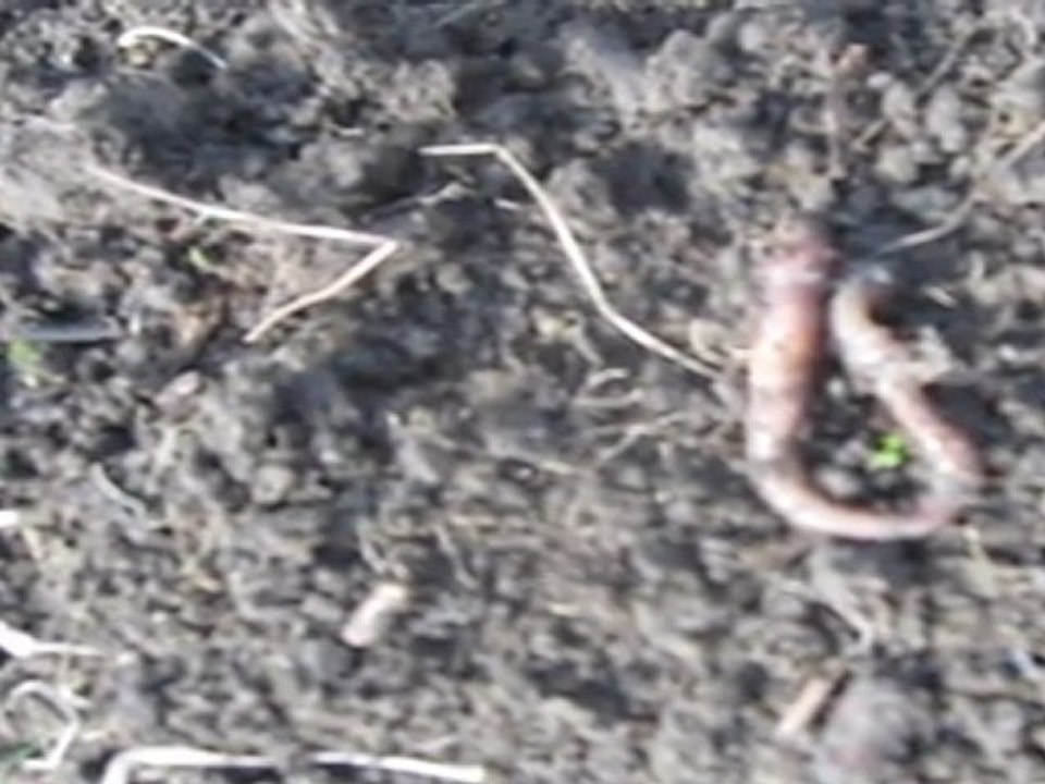 A2-B2 Hörverstehen Garten Regenwurm