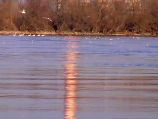 Animal 8 - Free HD stock footage