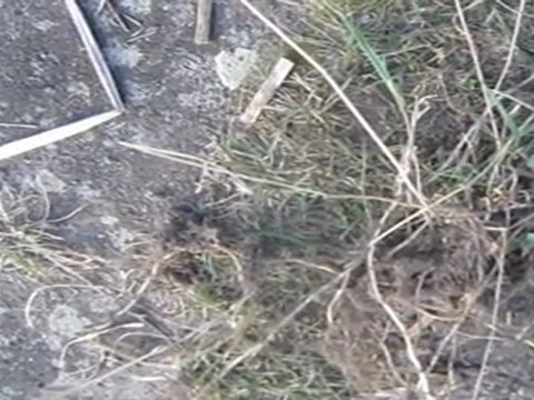 A2-B2 Hörverstehen Garten Unkraut jäten Gräserwurzeln