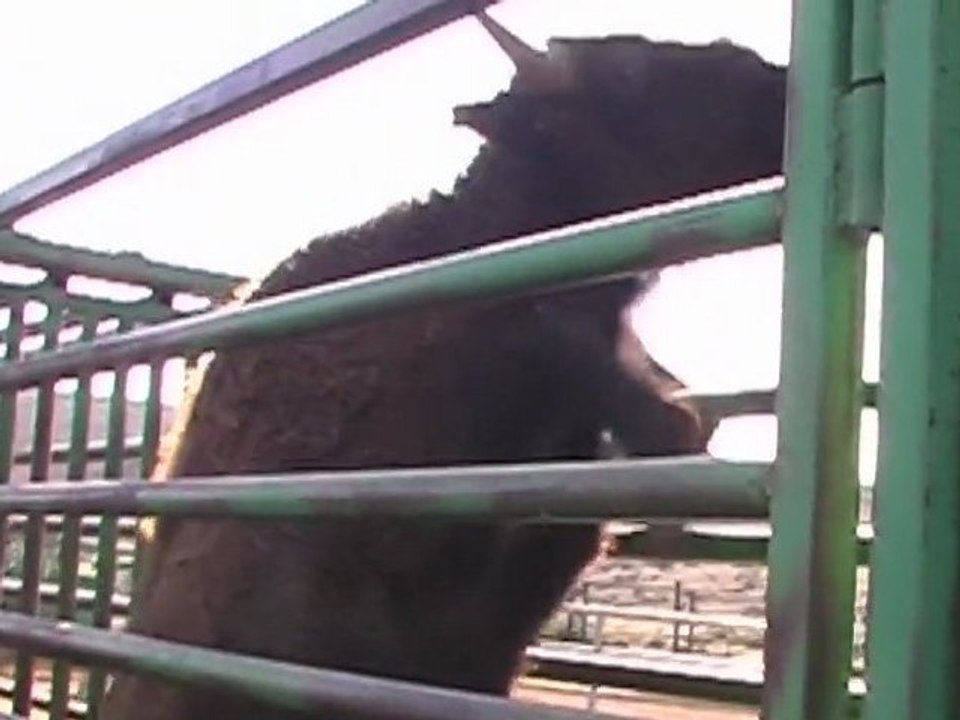 Randals Bison Visite du véto