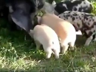 Pigs Can Fly