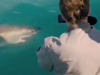 First Shark - Clip First Shark (English)