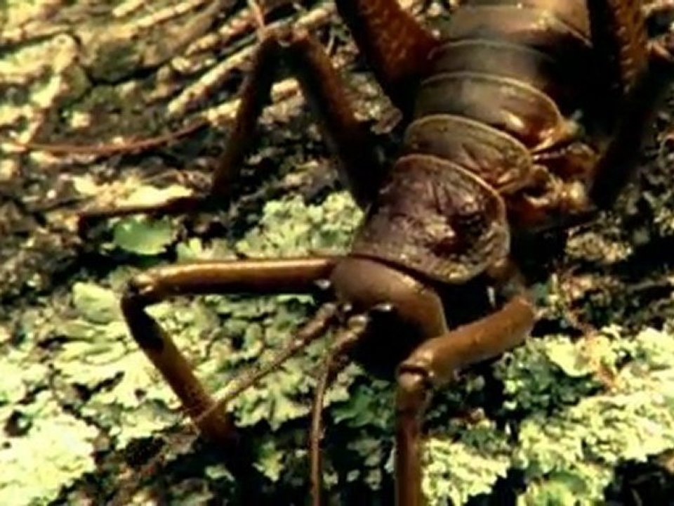 Caminando entre Dinosaurios 05 - Espiritus del Bosque de Hielo