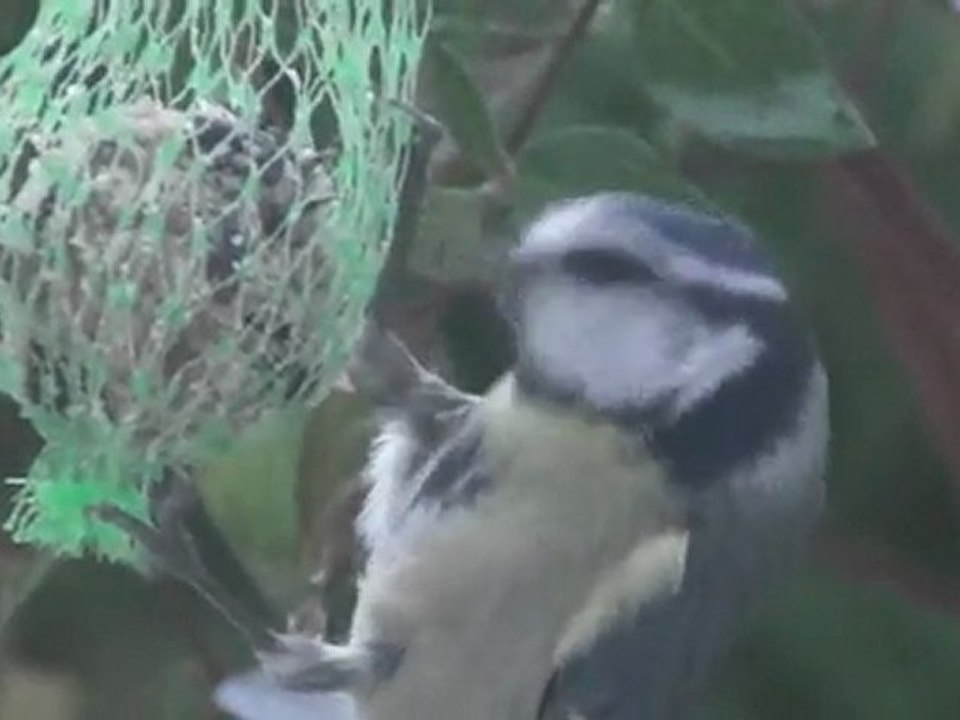 Mésange bleue