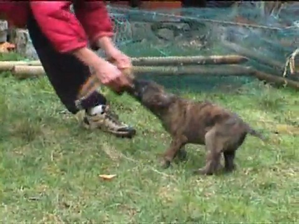 berger hollandais 6semaines