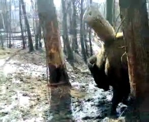 Обогащение среды для бизонов