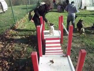 gandja a l'école du chiot