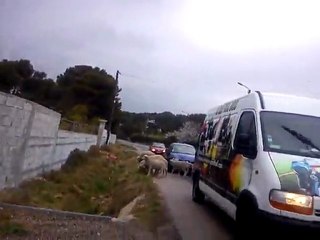 Journée Moto...et moutons