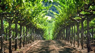 Vineyards & Wineries Climate Change Environmental Problems