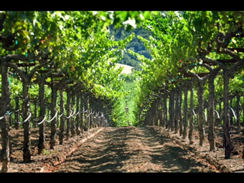 Vineyards & Wineries Climate Change Environmental Problems
