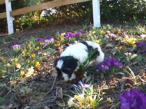 Découverte du jardin par les bébés petits chiens lions