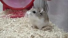 hamster speed trop drole