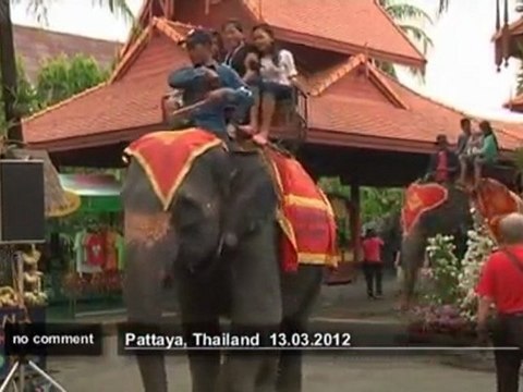 Celebrating Elephant Day in Thailand - no comment