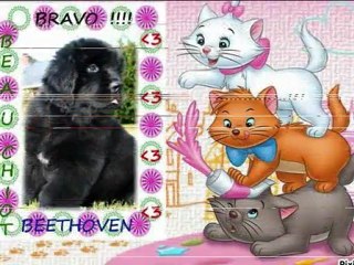 Les grands gagnants de duels de chiens !