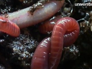 Les intestins de la Terre