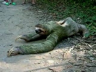 Costa Rica : incroyable traversée d'un paresseux