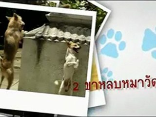 Dogs ! - la folle aventure ( bande annonce VO )