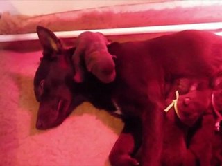 Les petits de Dakota - la naissance