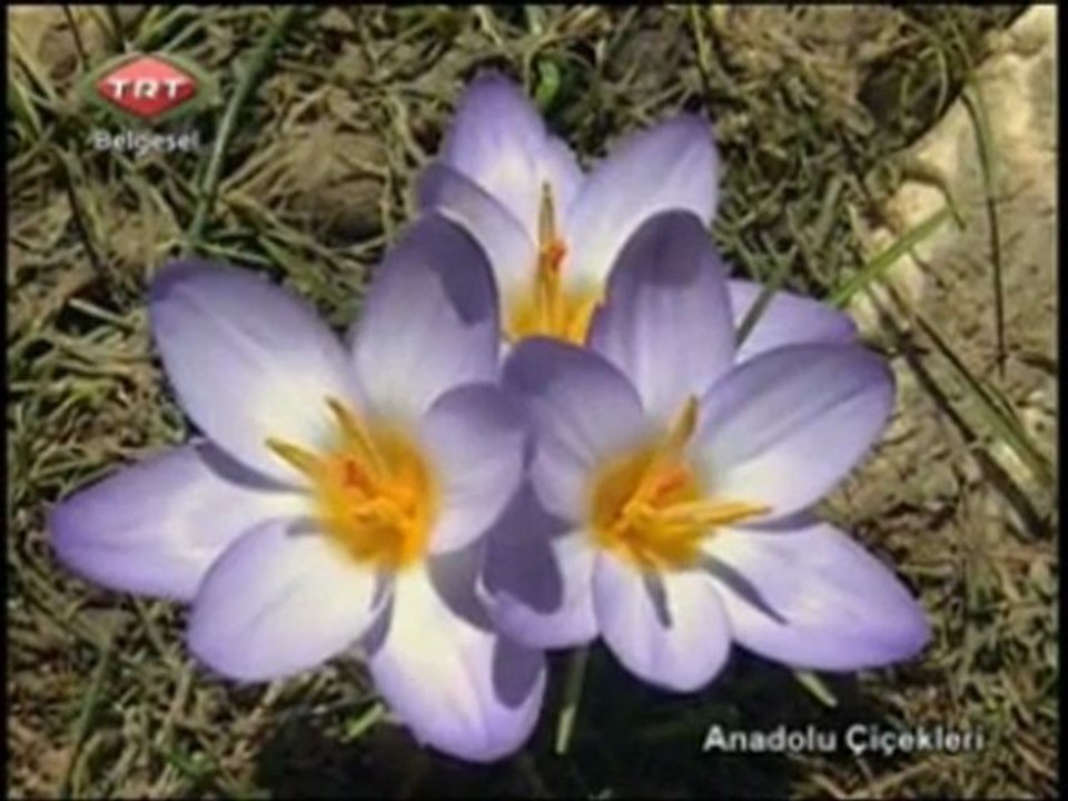 Anadolu çiçekleri