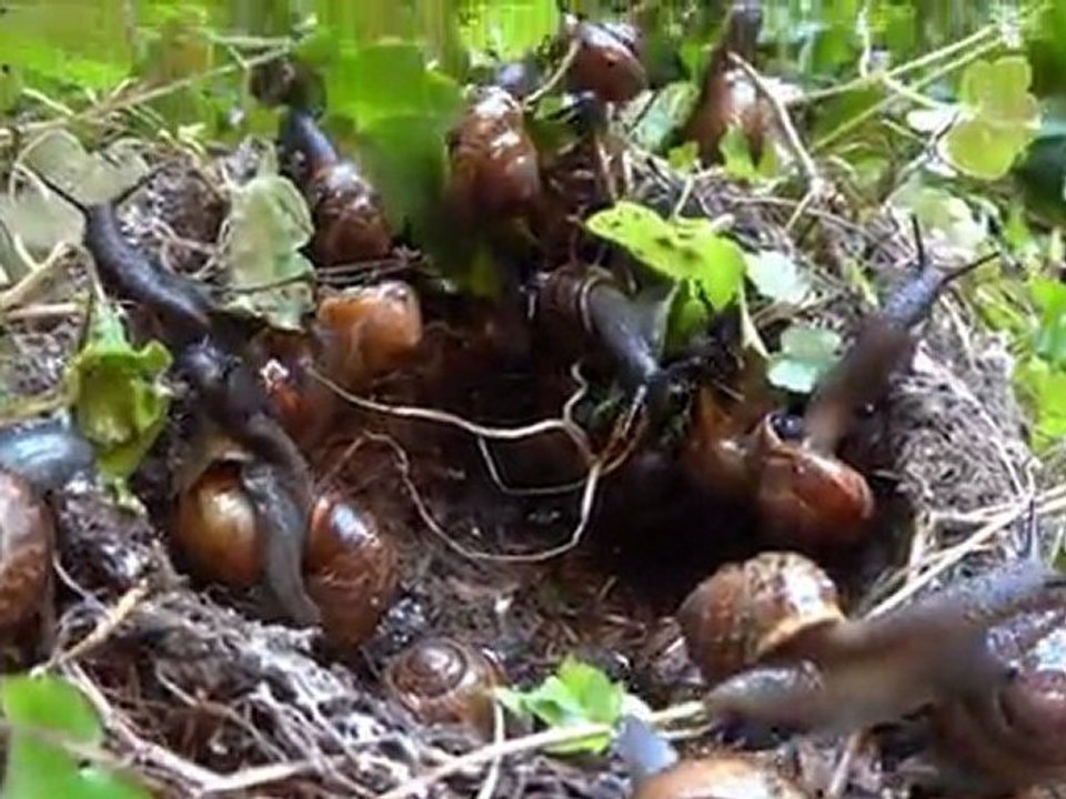 REMARKABLE BIRTH EXPLOSION IN SNAILS NEST