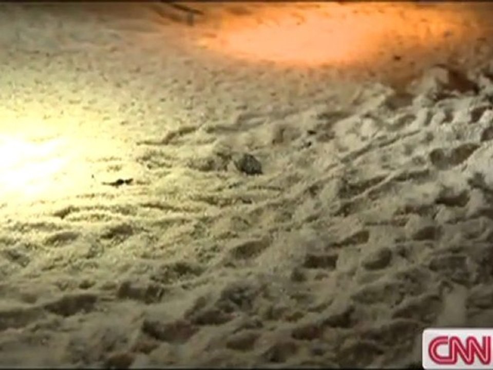 Gabon's Leatherback Turtles