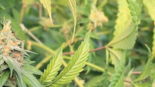 Flowering - Flowering Marijuana - When To Flower Your Weed Growing Buds - 5