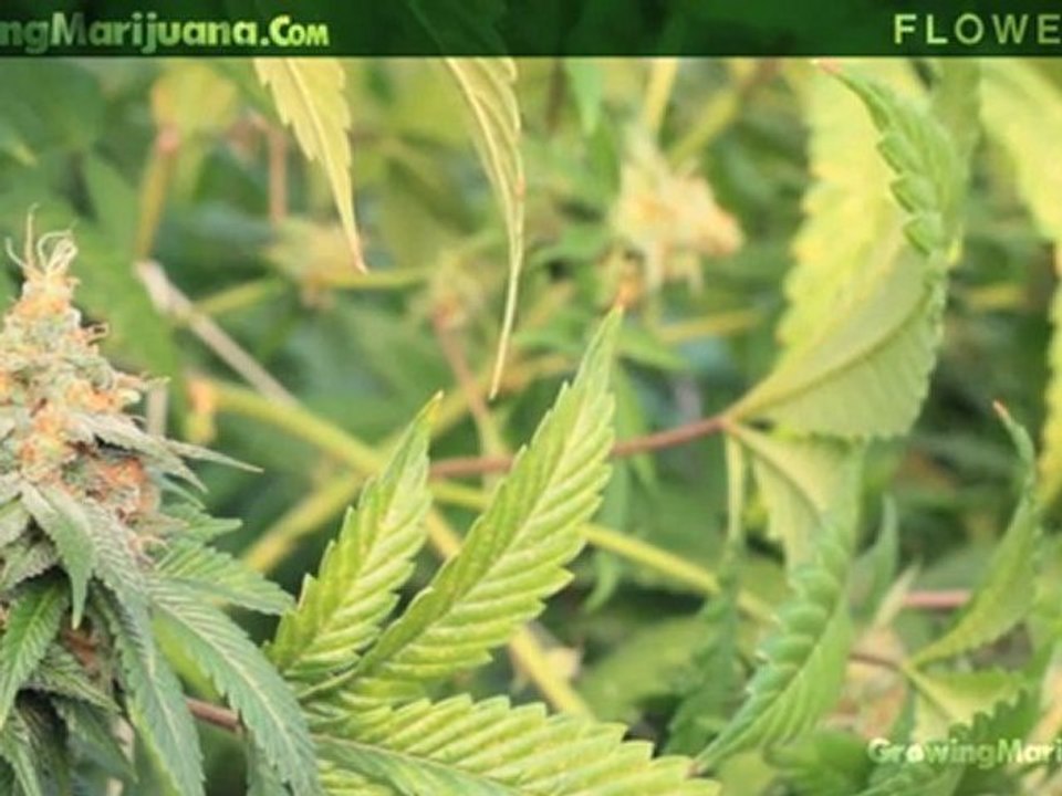 Flowering - Flowering Marijuana - When To Flower Your Weed Growing Buds - 5