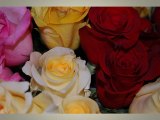 Red Roses in a Vase - Local Spokane Florist