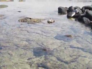turtles big island