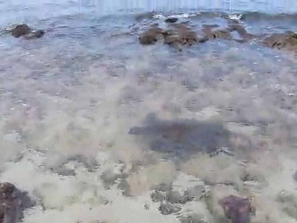 turtle-big island3