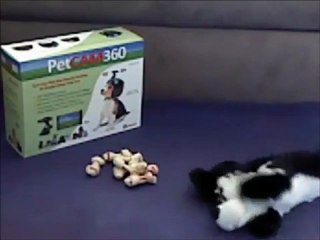 The Bogus Box Project - Laughing Dogs Rule