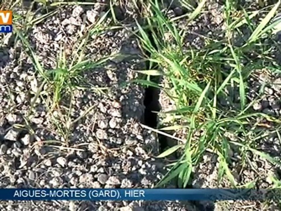 La sécheresse inquiète les agriculteurs du Languedoc-Roussillon