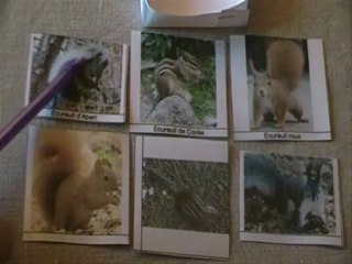 sciences cycle 3  la classification du vivant con-dv-cv-s1