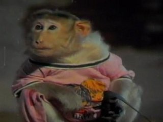 Maruthi - Monkey Fooling S.Ve.Sekhar And Jeevitha