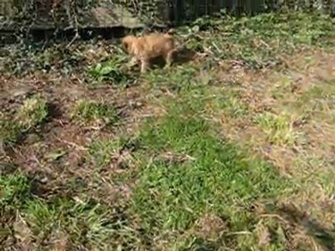 premiere sortie des chiots de calypso